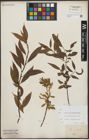 Foto von Salix alba L. x Salix pentandra L.